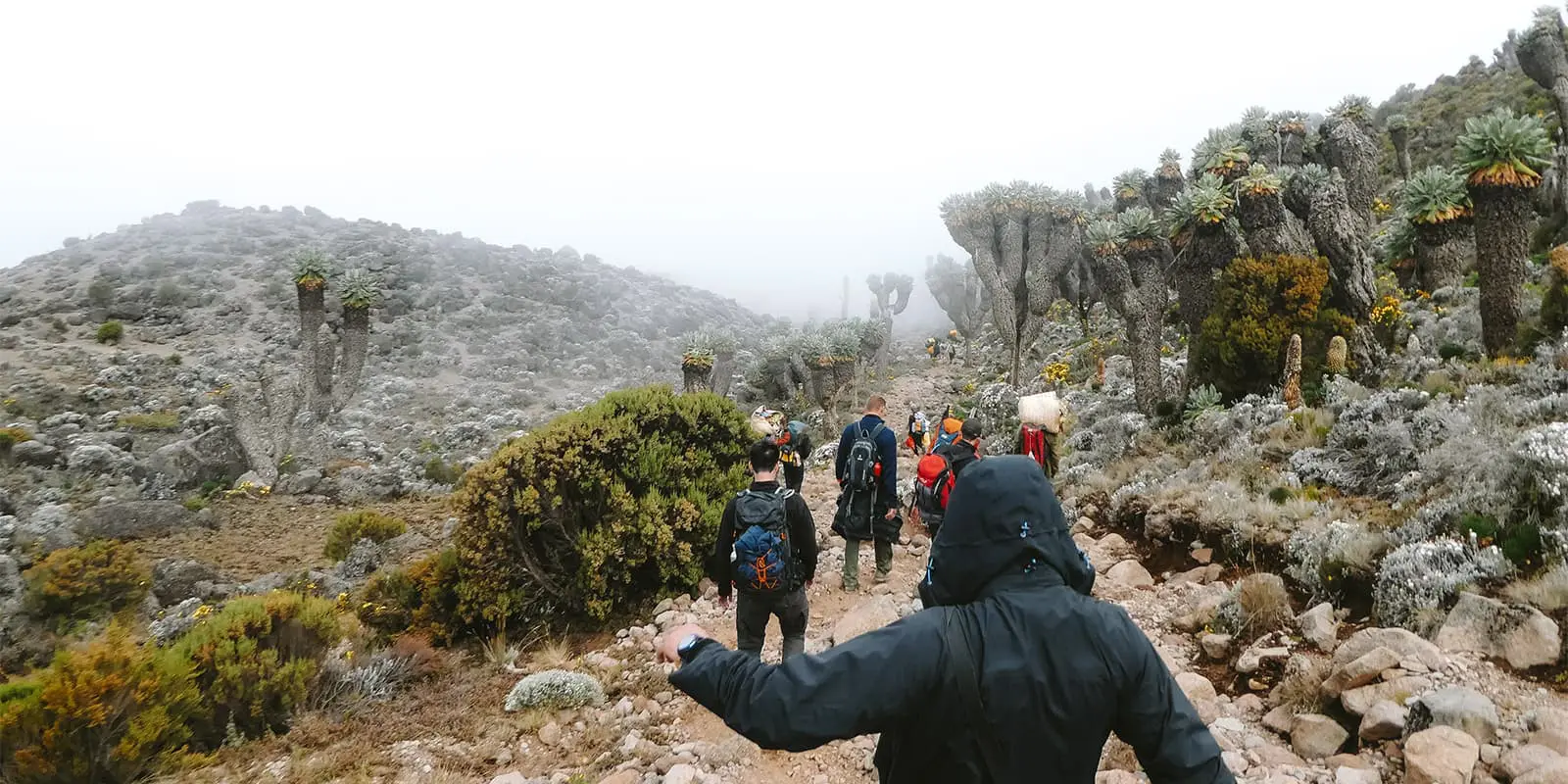 Lemosho route - kilimanjaro