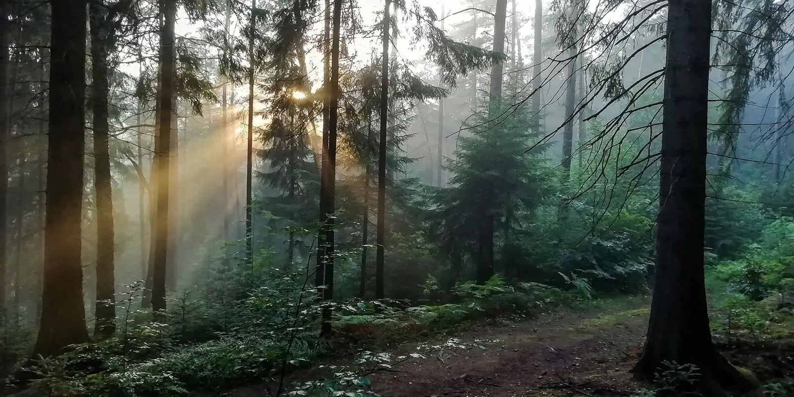 sun rays seen through trees in forest