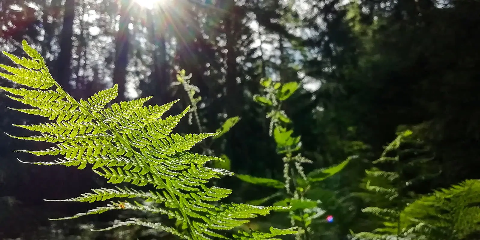 sun shining down into the forest