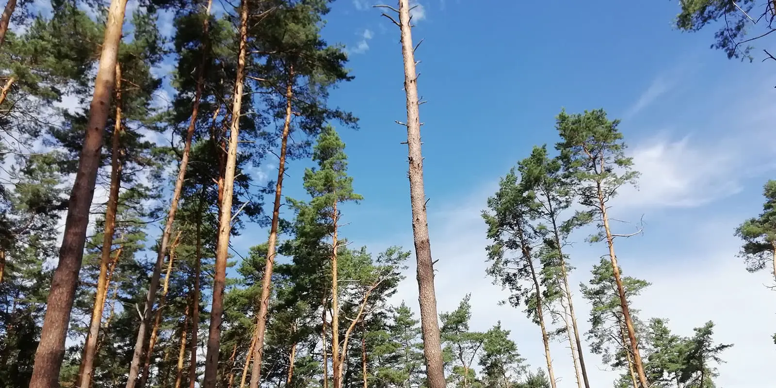 green trees and blue skies on the Forststeig trail in germany