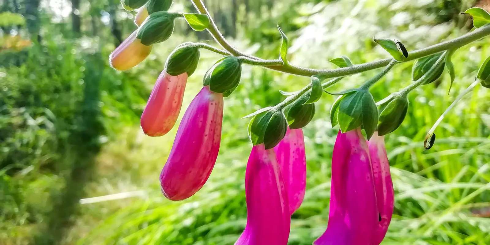 pink flowers in lush green forest