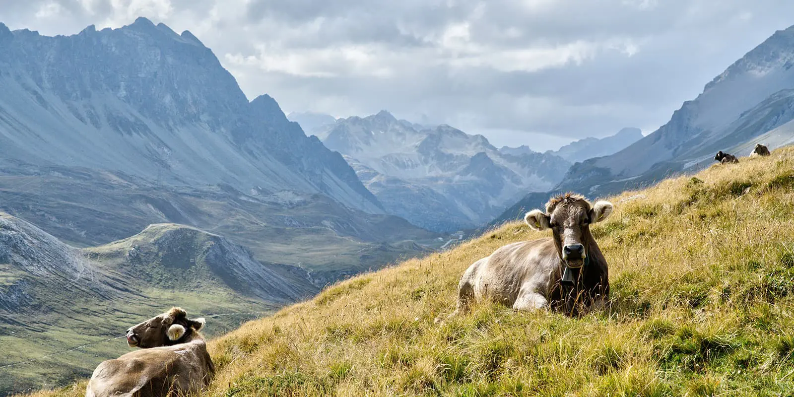 cows on grass at the bernina pass in Switzerland