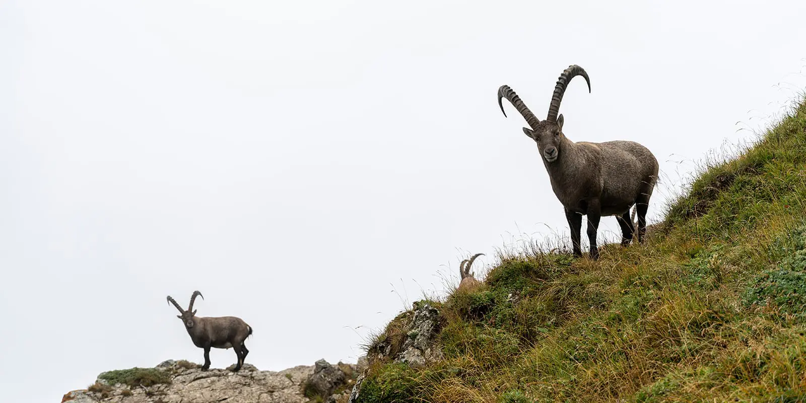 group of ibex on mountain ridge