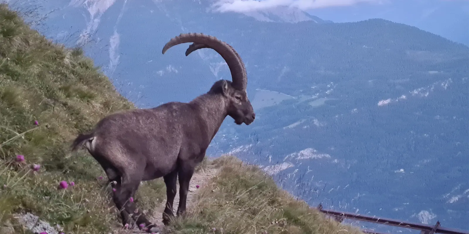 ibex in Swiss mountains on the Tour du Grand-Chavalard