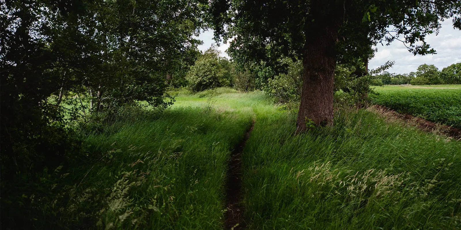 unpaved forest trail on Het Drenthepad