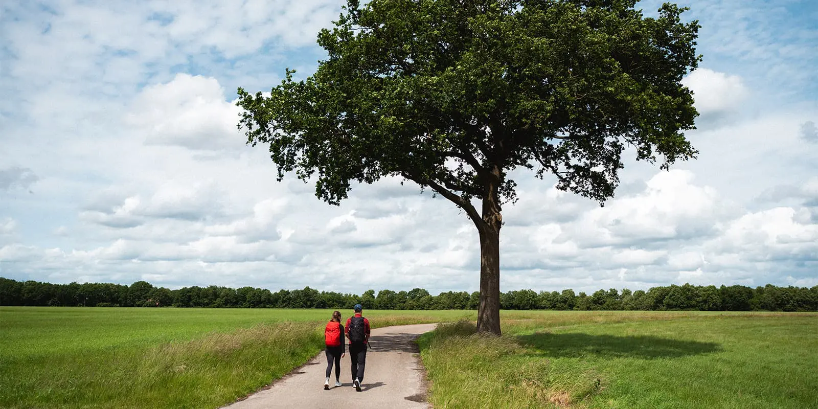 hikers in green field next to tall tree