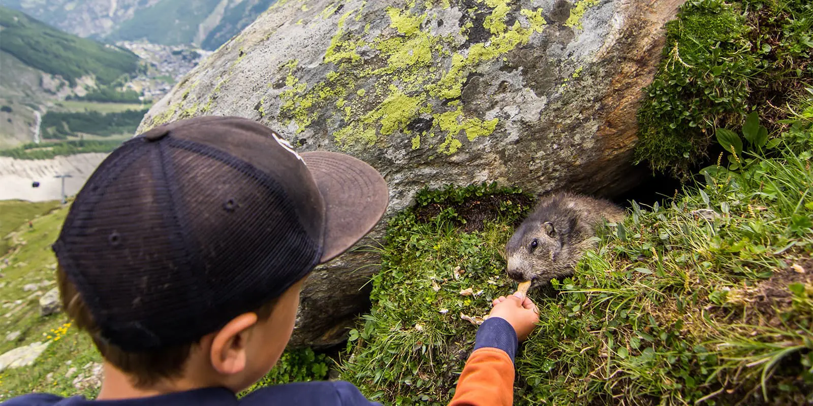 marmot in Swiss Alps on the Trail of Saas Fee