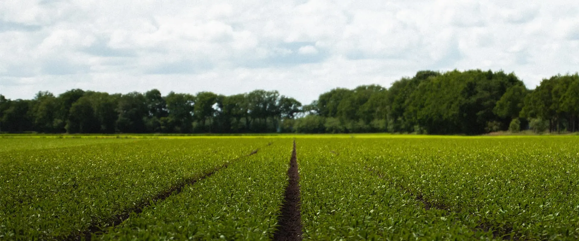 green farming field in the Netherlands