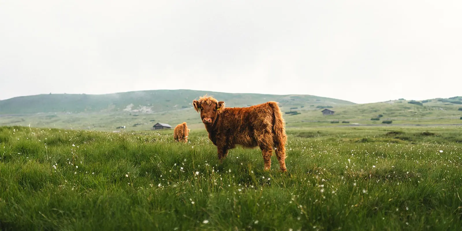 cow standing in green field on cloudy day