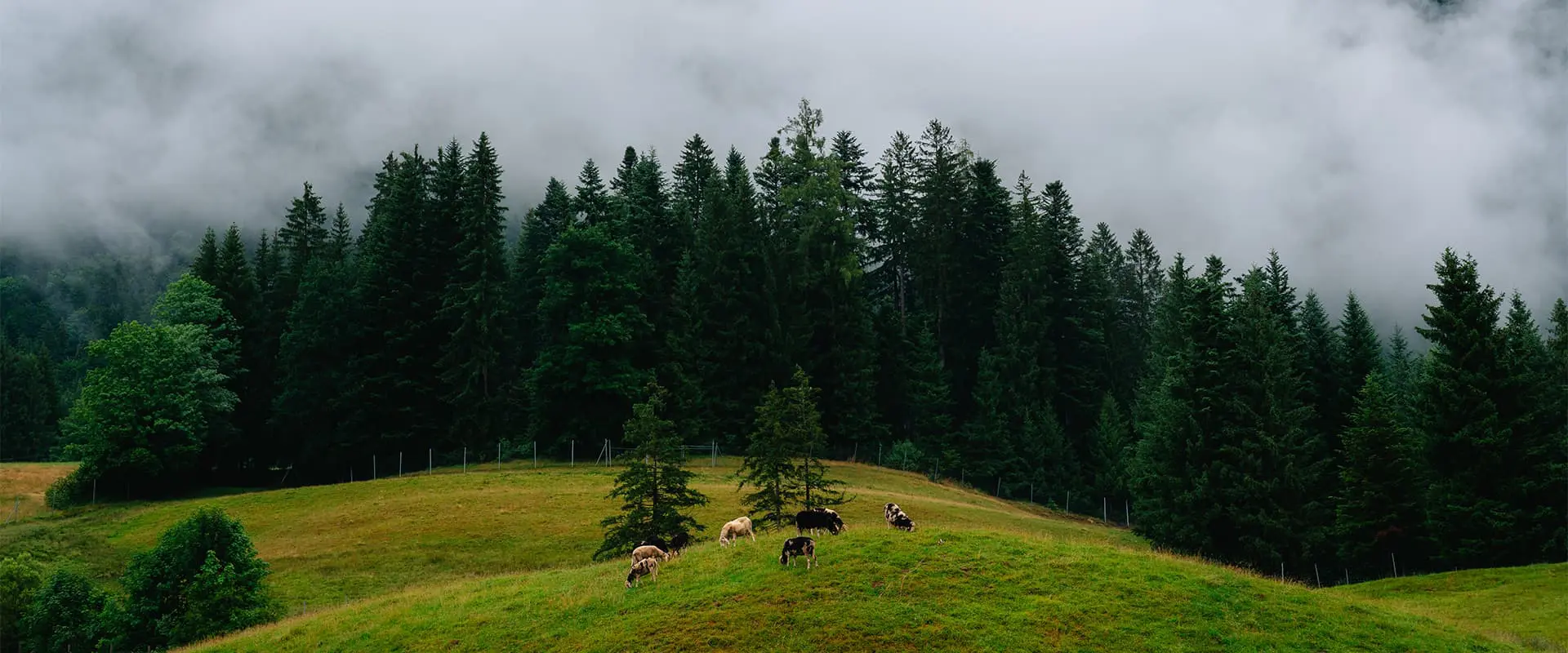 sheep grazing green fields in the Austrian alps