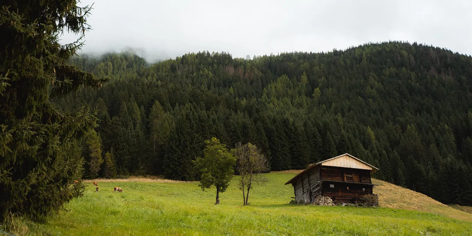 wooden barn on a green hill with forest in the background