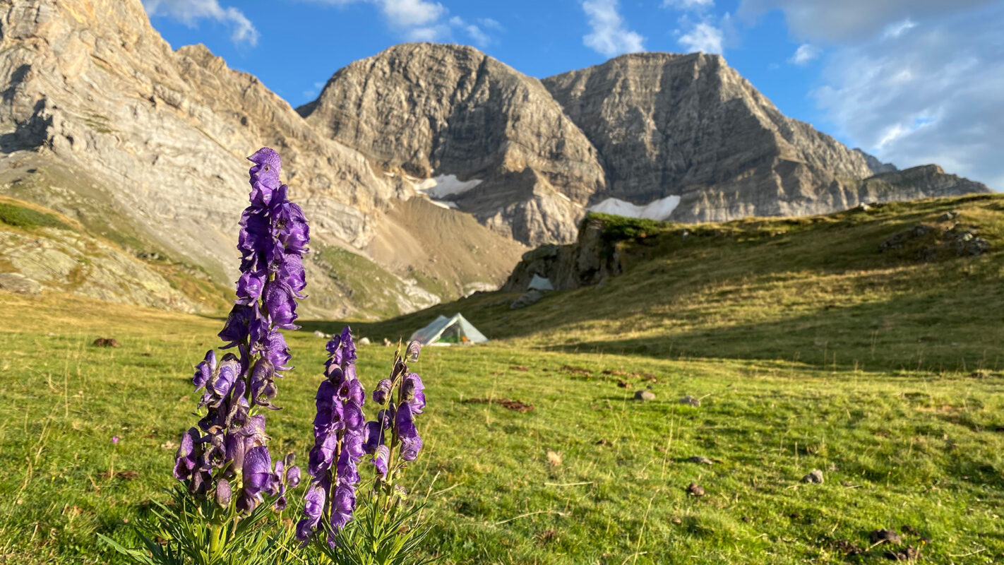 Purple flower with mountain valley in the background
