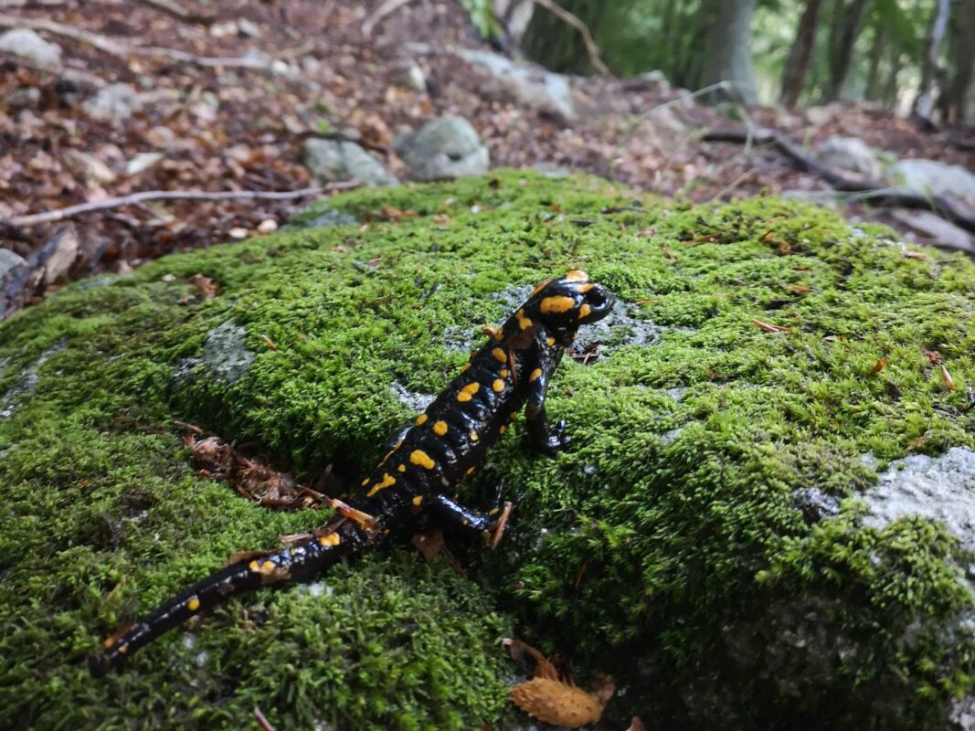 Small black and orange salamander found on the GR20 in Corsica