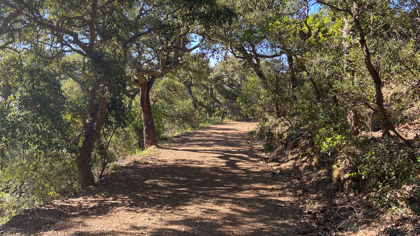 Wide sand road covered in shade by trees