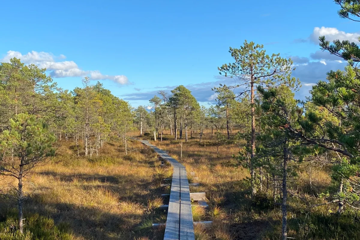 Wooden walk path in moorland in Estonia