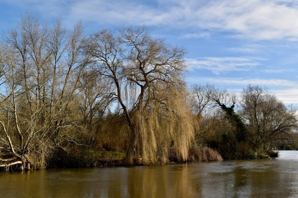 Trees on the River Thames in Oxford