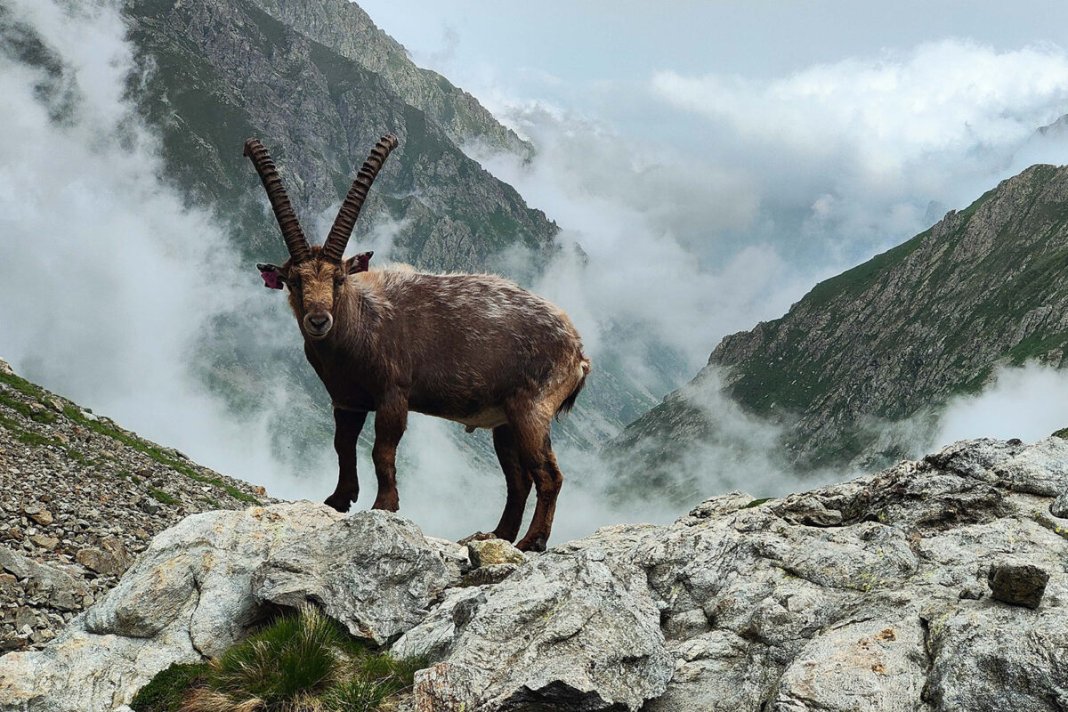 Ibex in the wild standing on rock