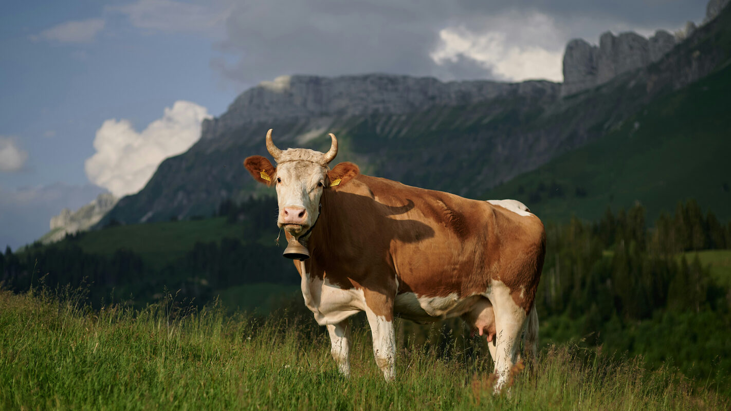 Cow in field near Entlebuch, Switzerland