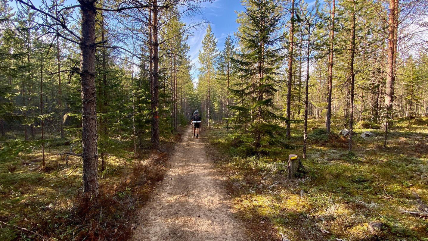 Forrest path, Sweden on Siljansleden