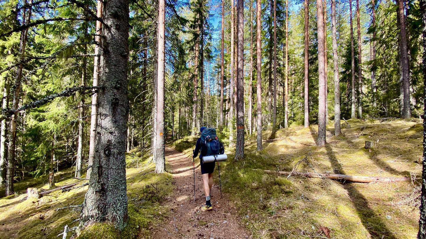 Man hiking in forrest in Sweden