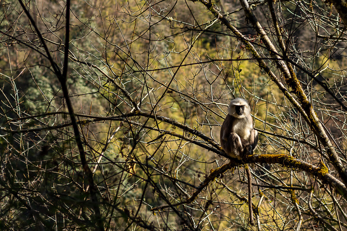 monkey sitting on tree branch