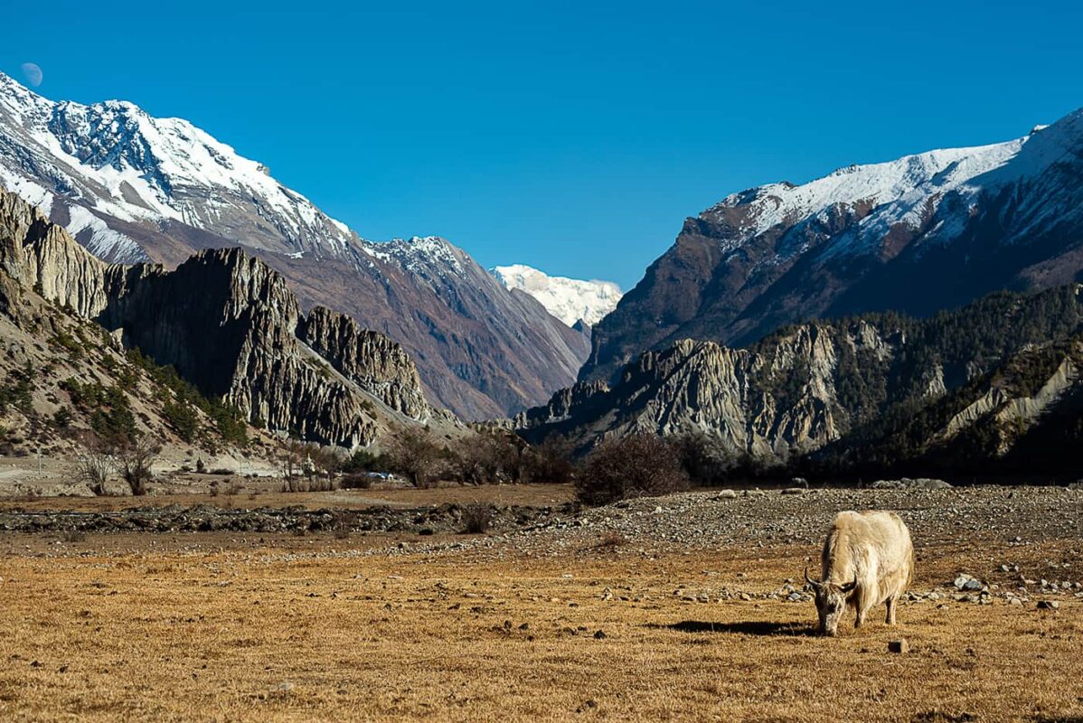 cow grazing in Himalayan mountains