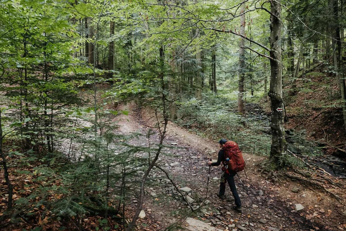 women hiking in forest