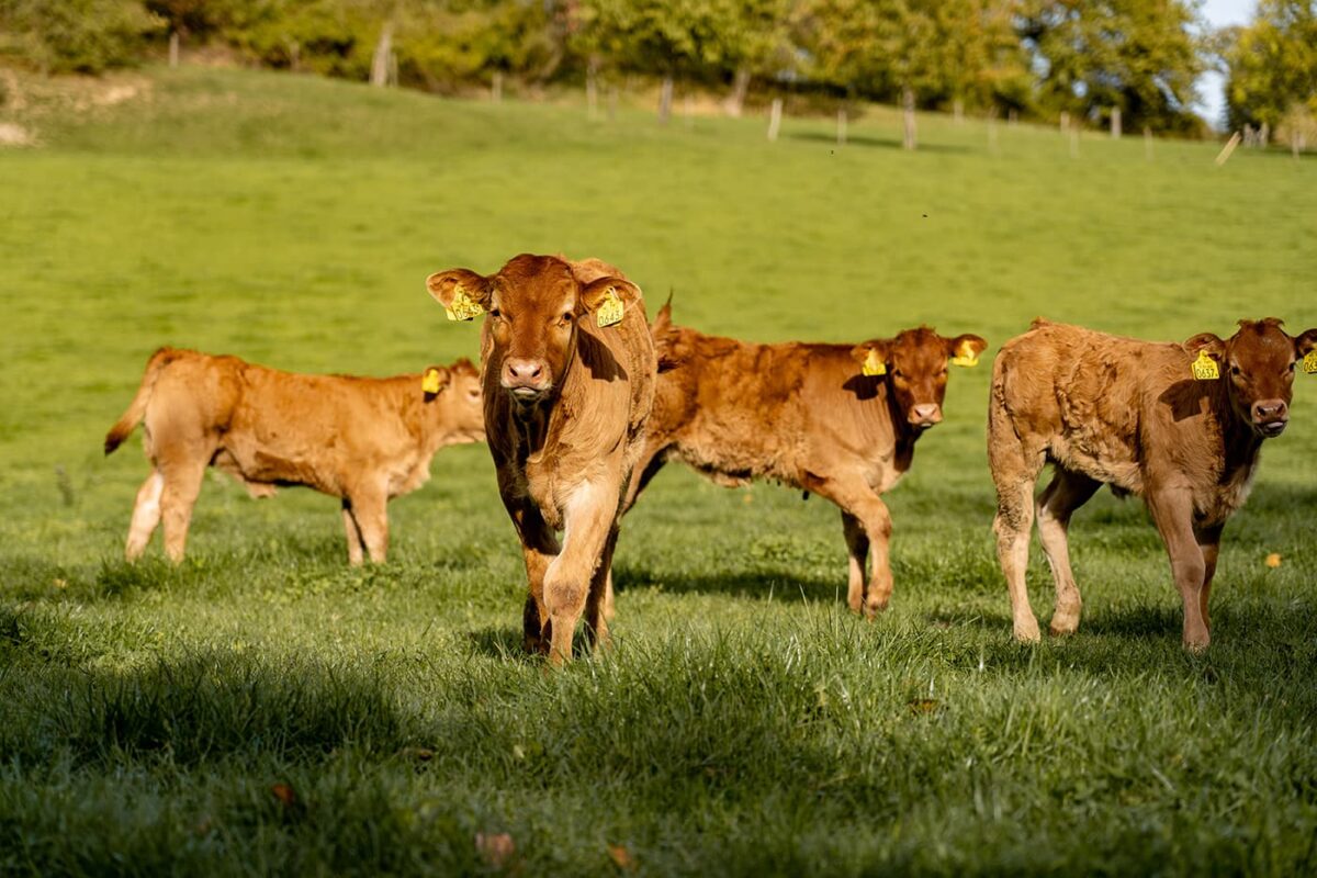 some young cows in grassy field