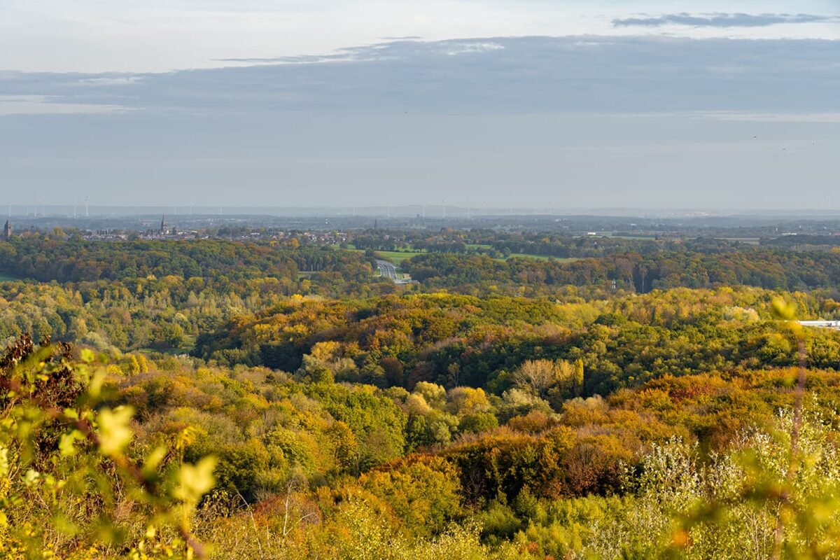 panoramic view of forest during autumn