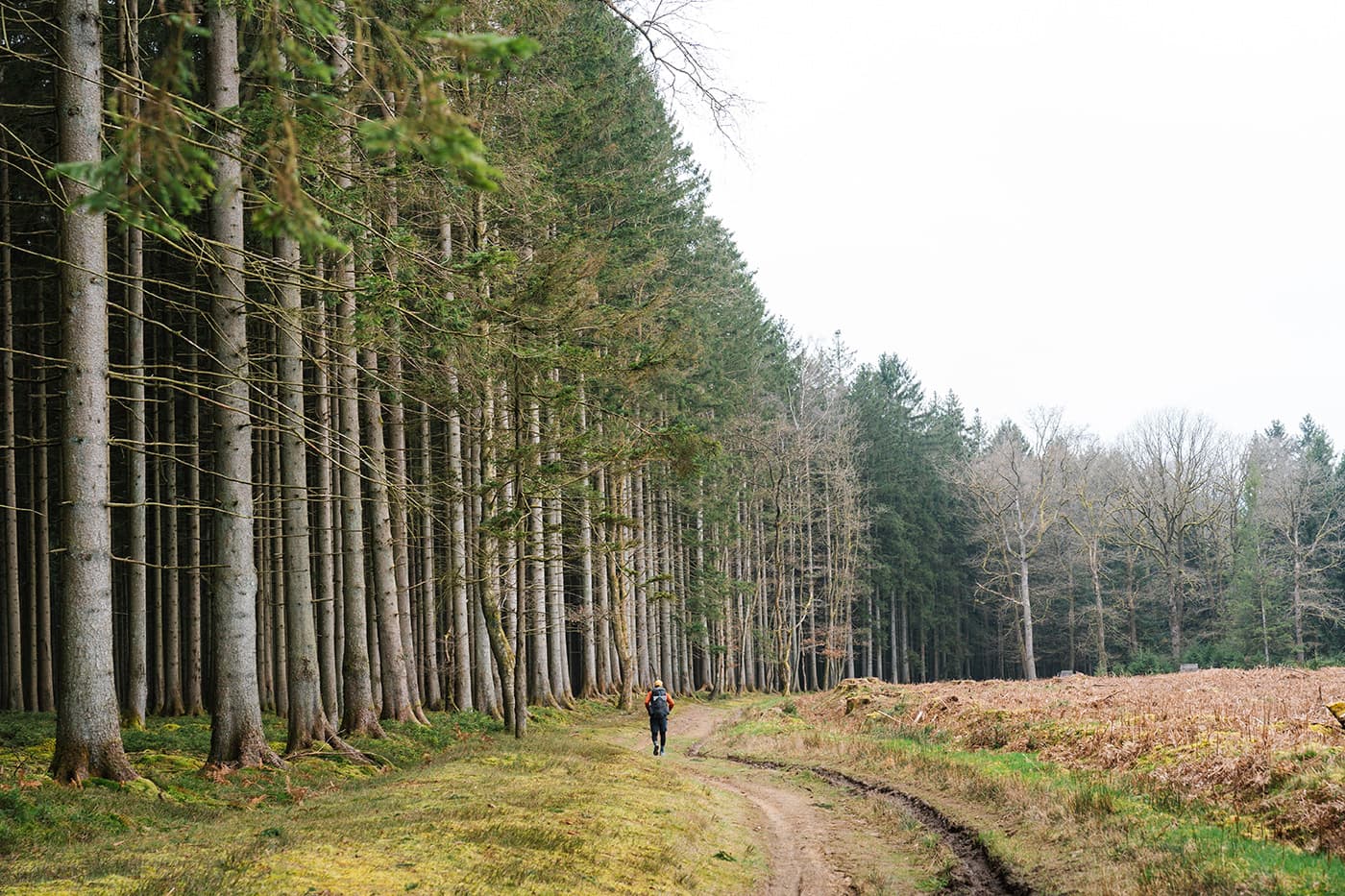 man hiking on unpaved path with trees on his left