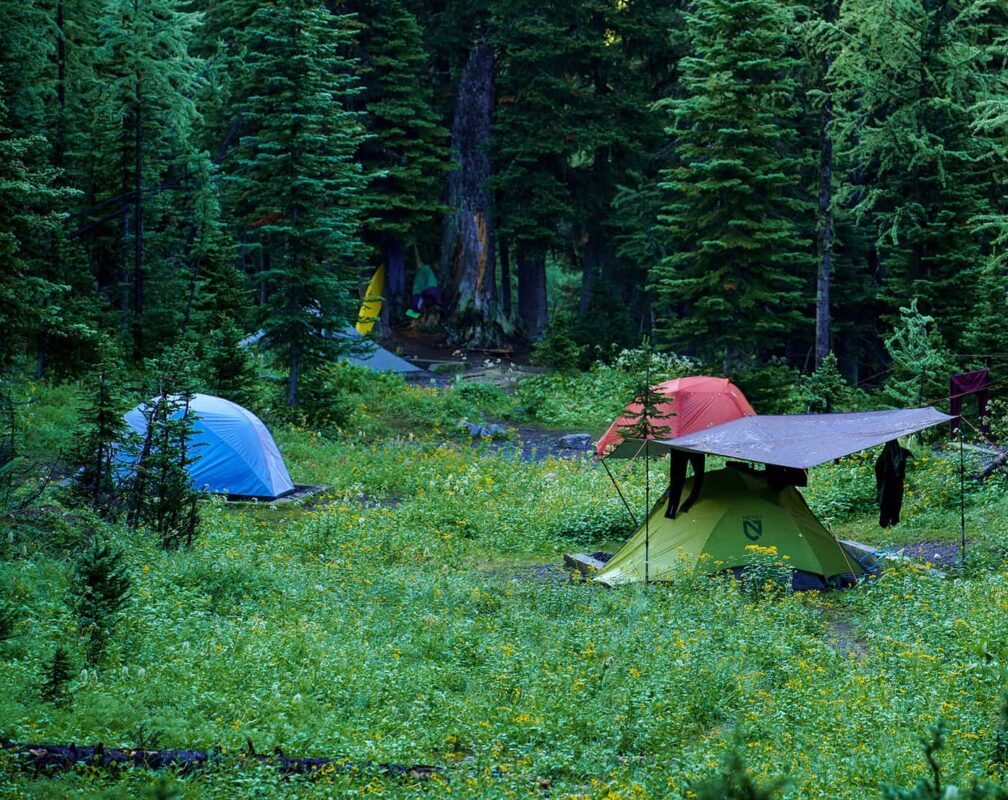 multiple tents pitched in forest