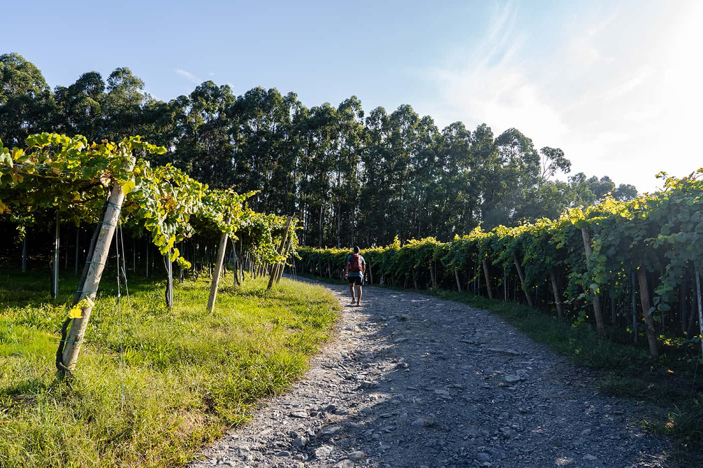 person walking in vineyard