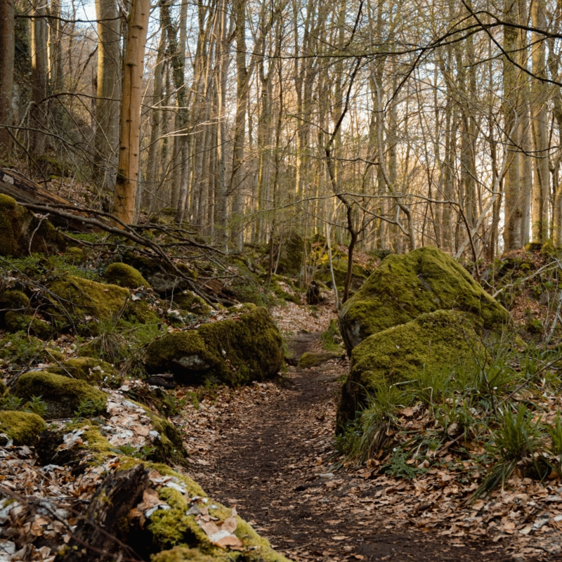 Hiking Trail in the Forest of Mullerthal Region