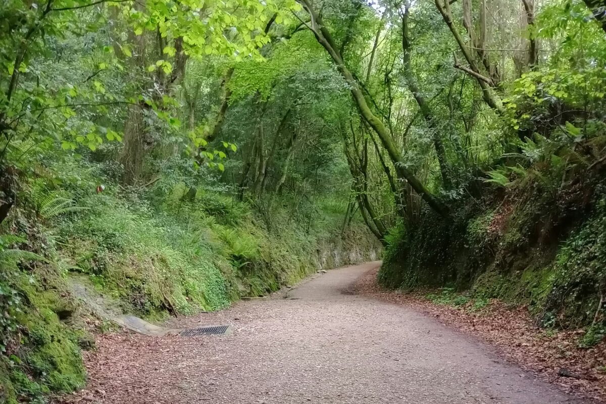 gravel road surrounded by green trees