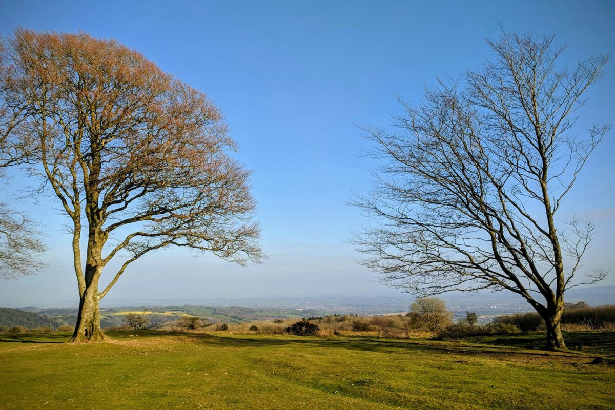 Bare trees on grassy field under blue sky during daytime
