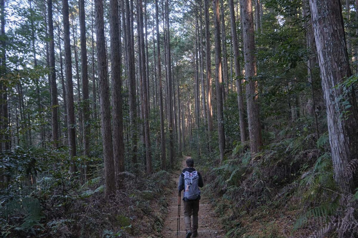 person hiking on forest path between tall trees