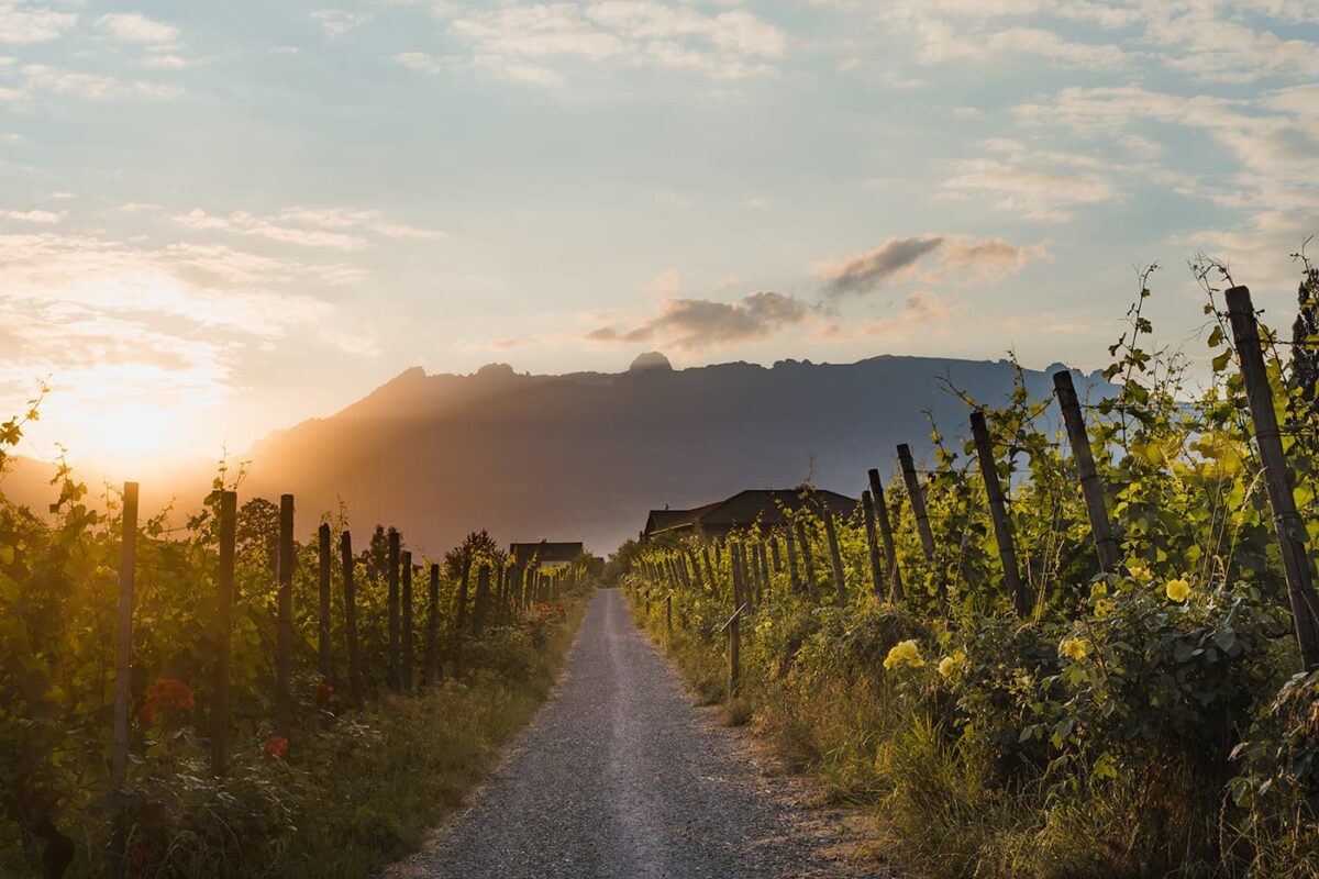 road between vineyards during sunset