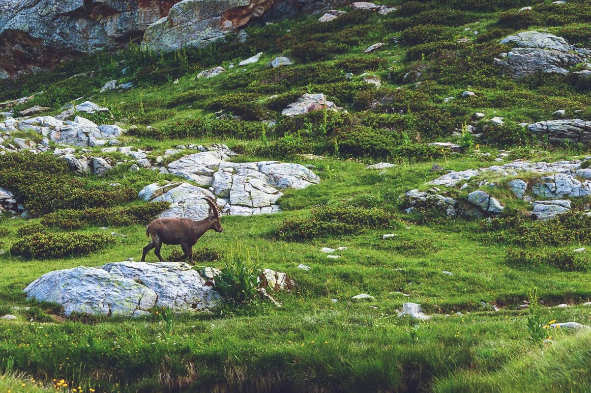 male ibex in green landscape