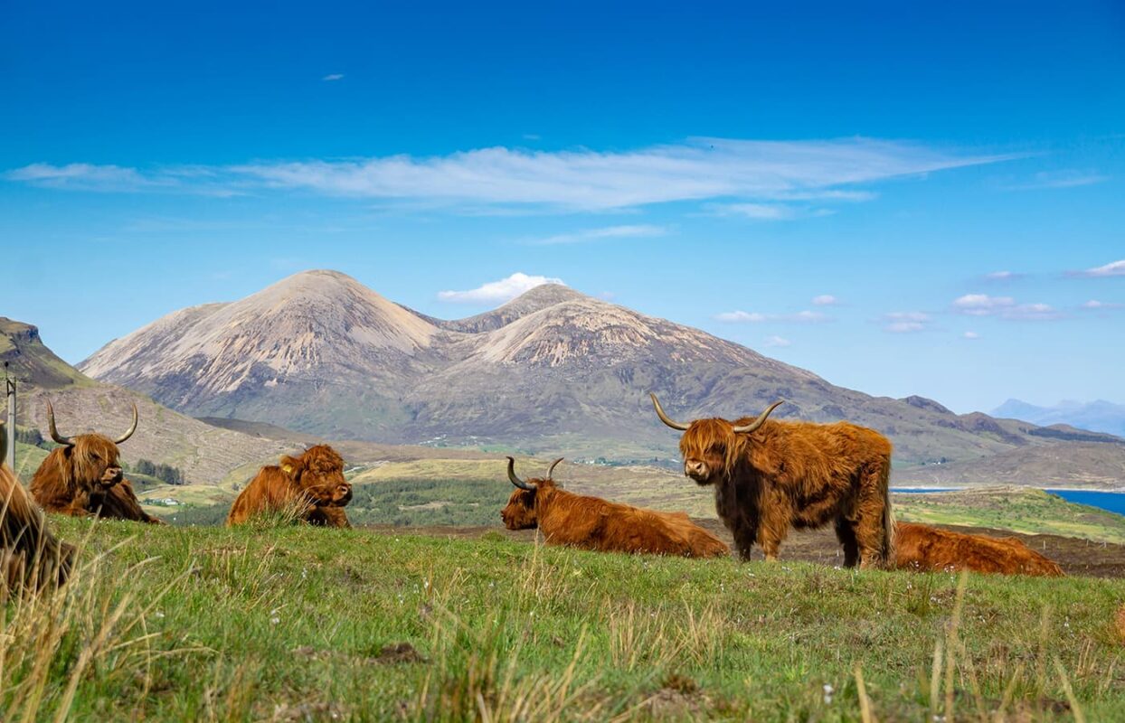 highlander cows grazing in green field