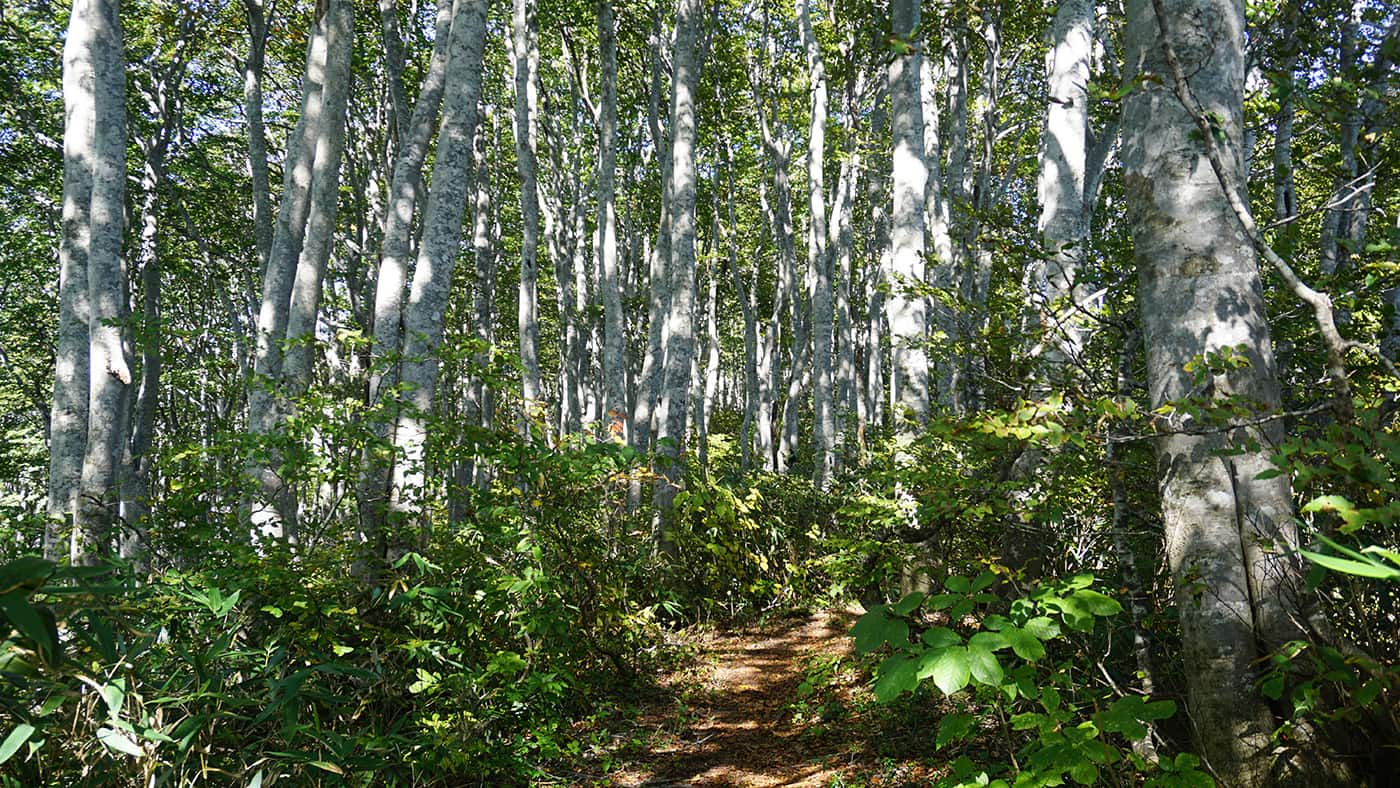 forest trail with white trees