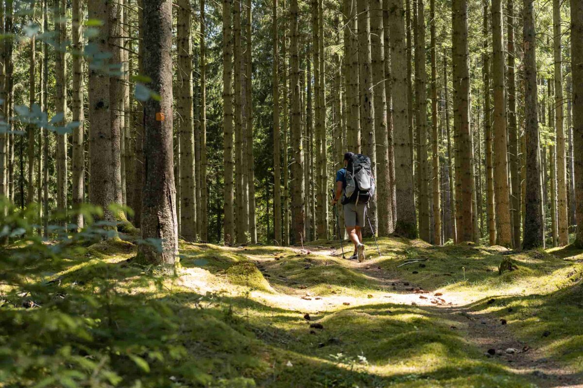 man hiking in forest Sweden