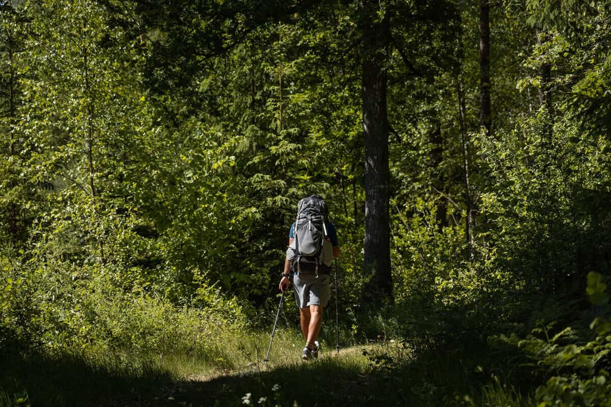 man hiking in lush green forest