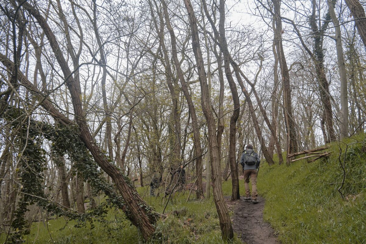 Person walking on small forest path surrounded by bare trees