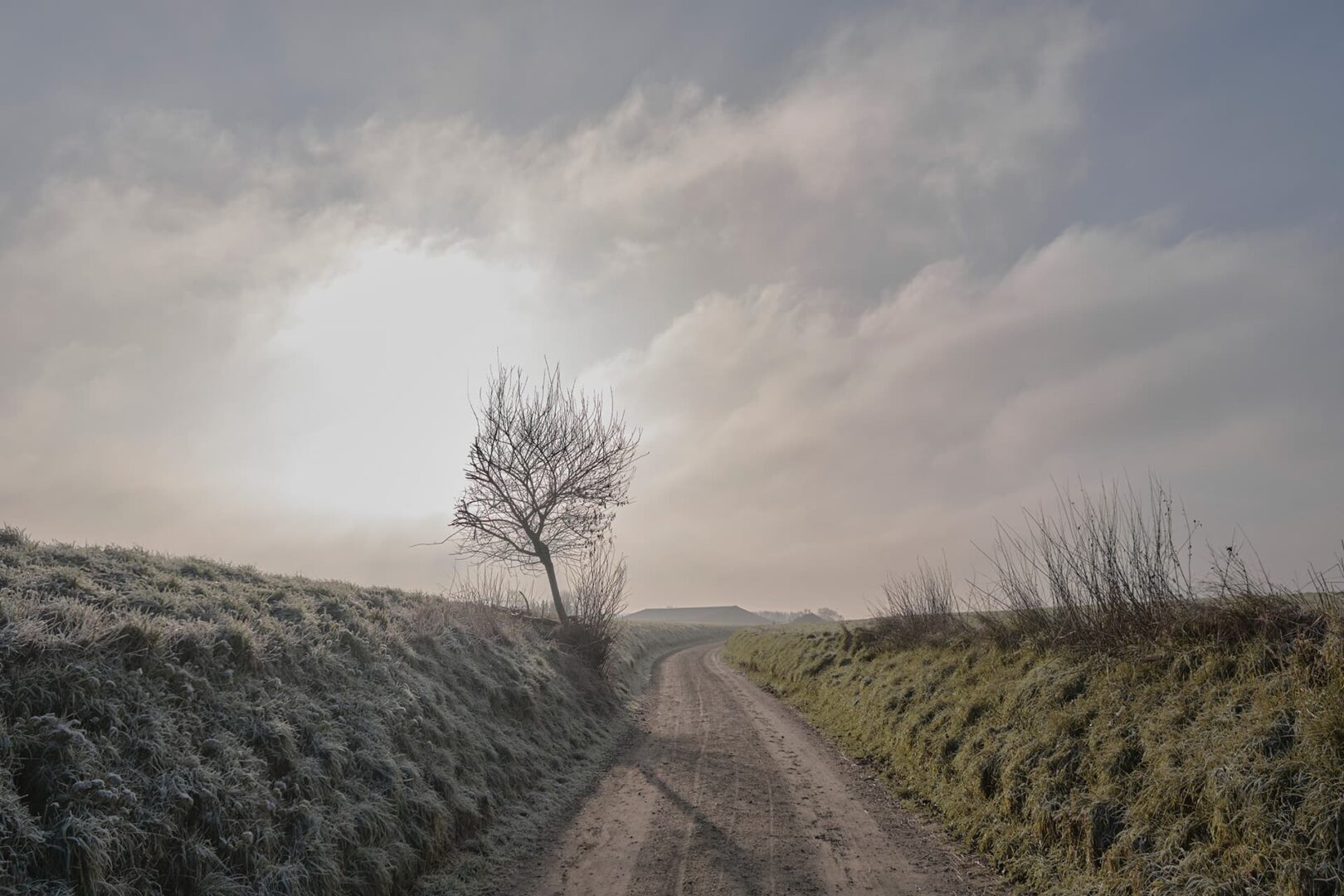 wide country road with tree during cold morning