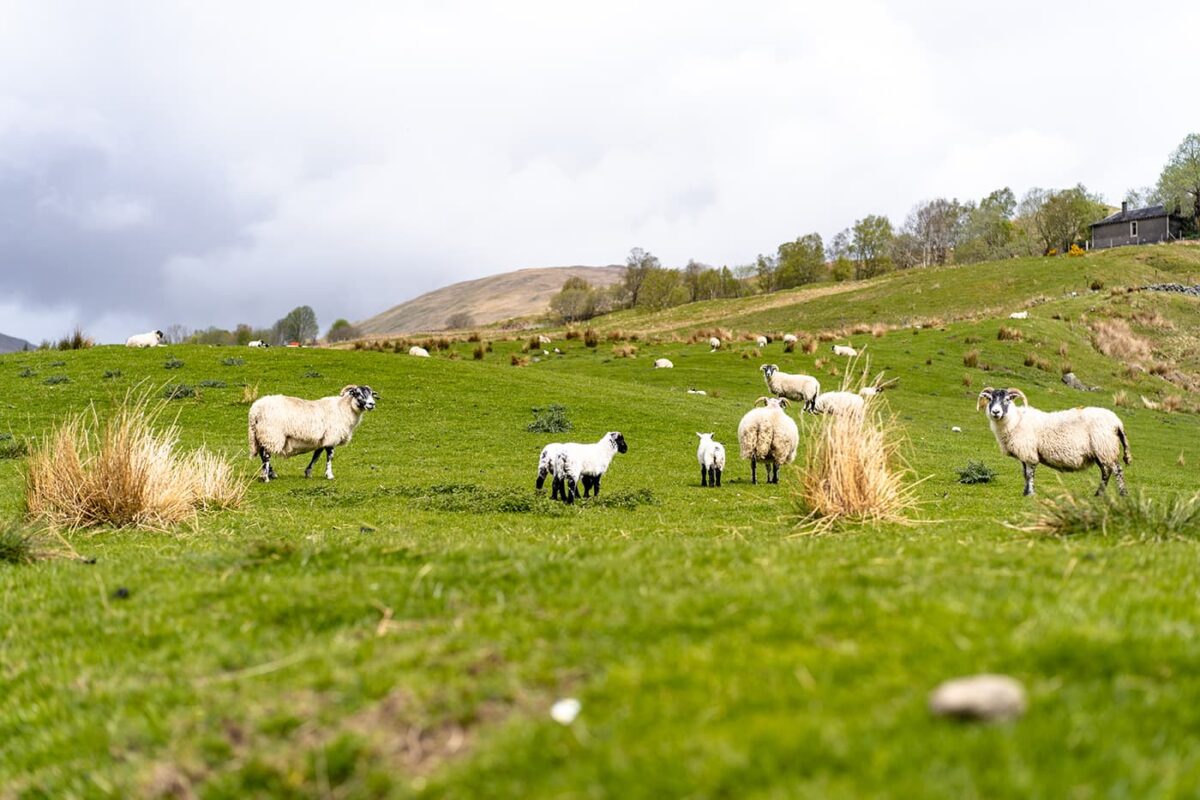 sheep in green field