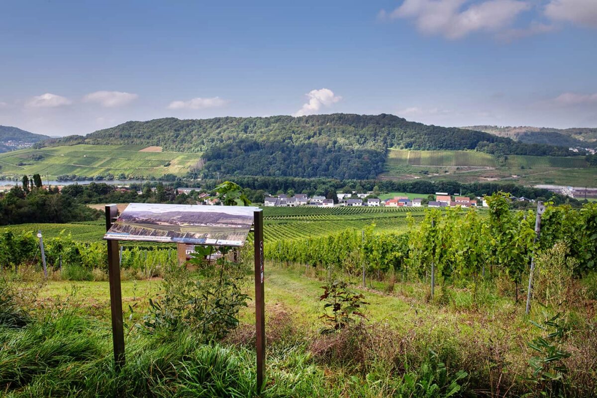Panoramic view of green landscape with wine field in the foreground