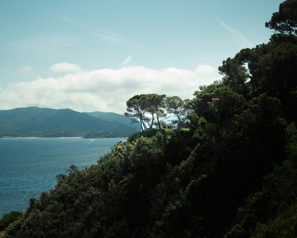 green hills and trees near body of water