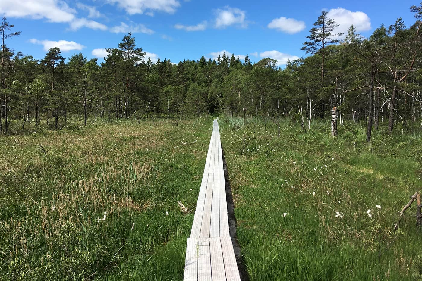 wooden pathway in grassy field