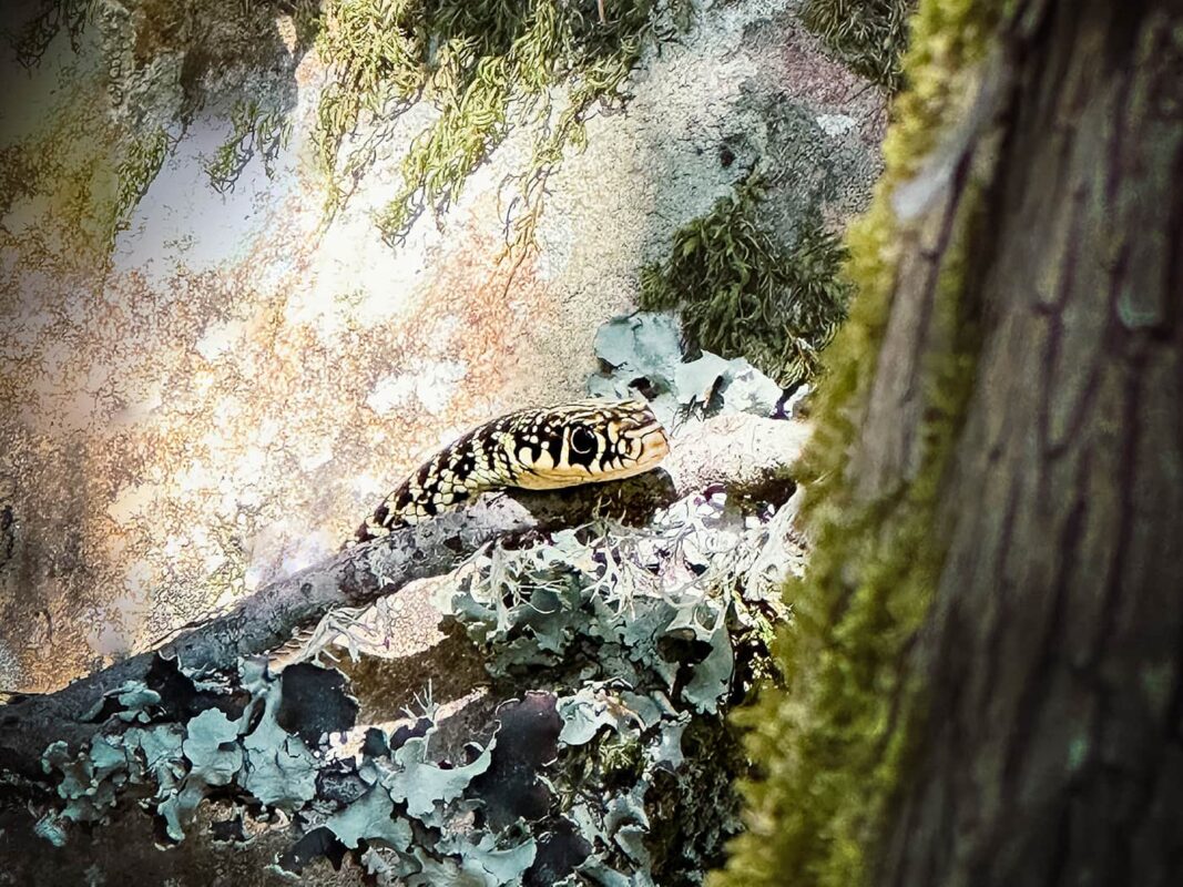 small salamander