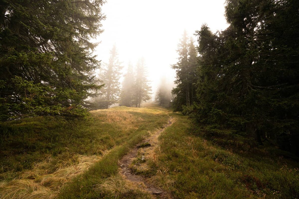 forest path in Austria